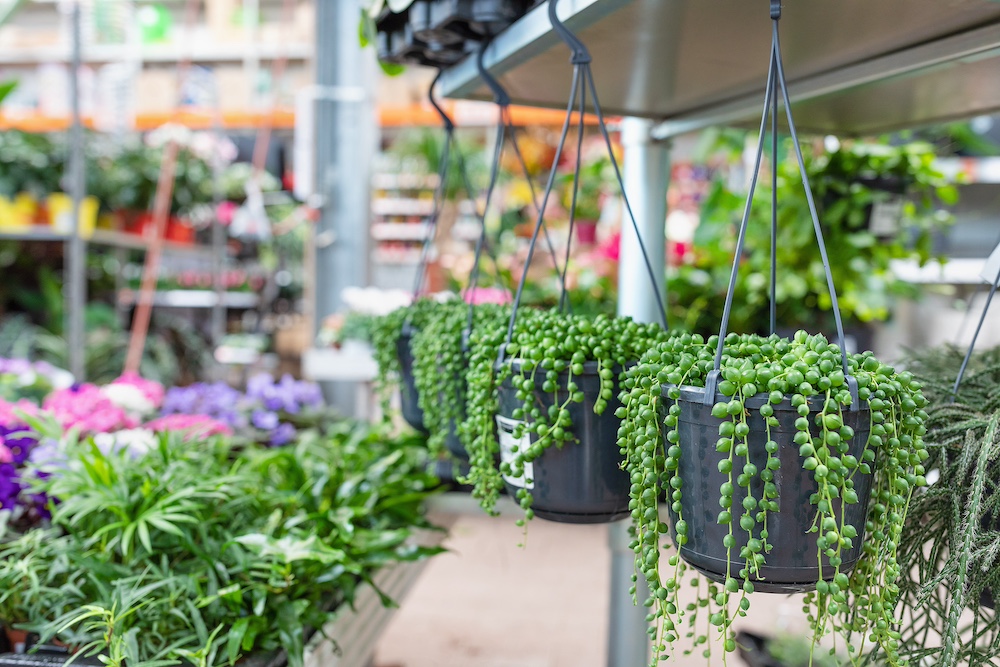 Hanging Plants