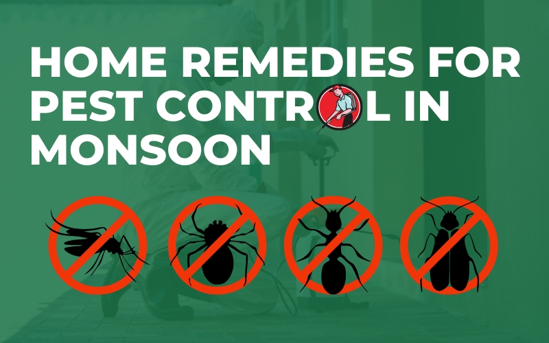 Home Remedies for Pest Control in Monsoon