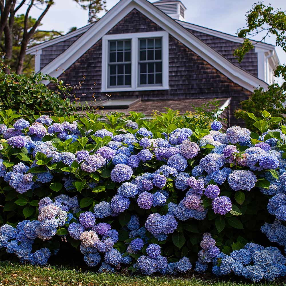 Hydrangeas