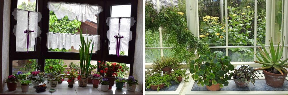 Indoor Bay Window Garden with Houseplants