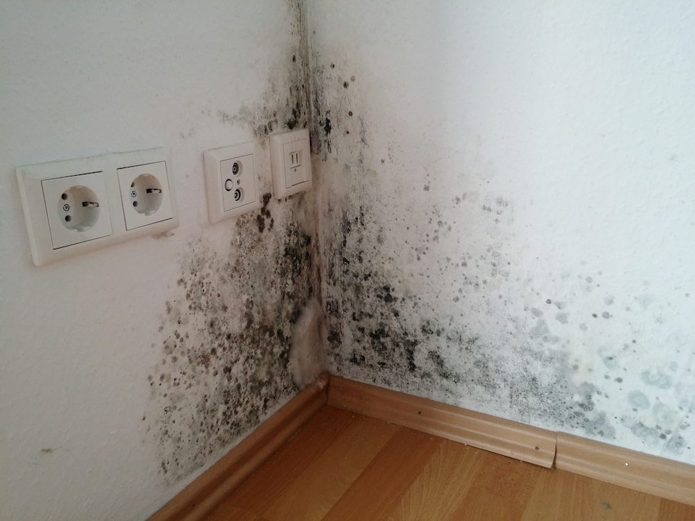 Mold Damage