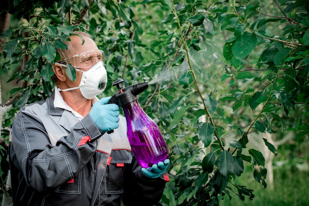 Plants Treatment to Stop Pest