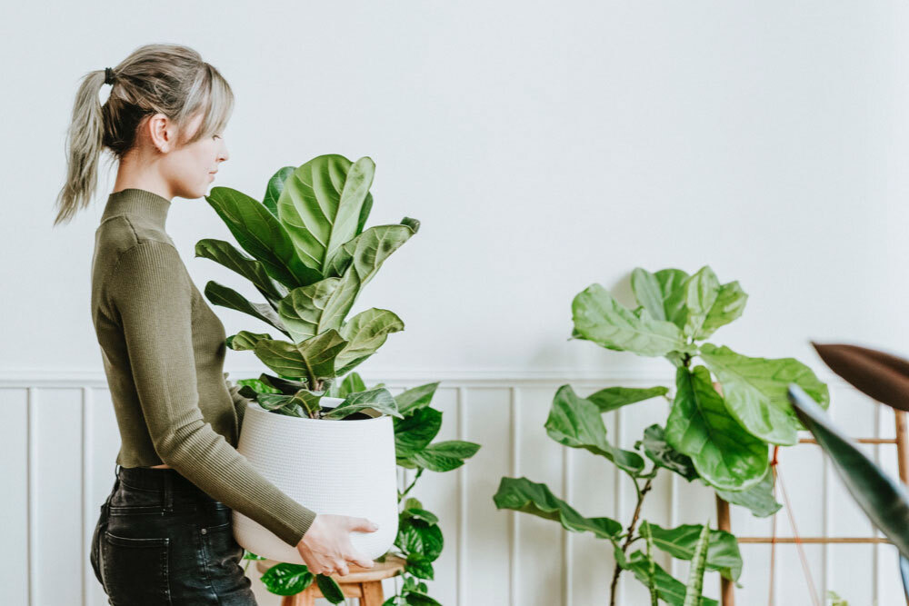 Reposition Your Plants
