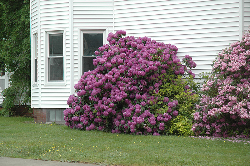 Rhododendron