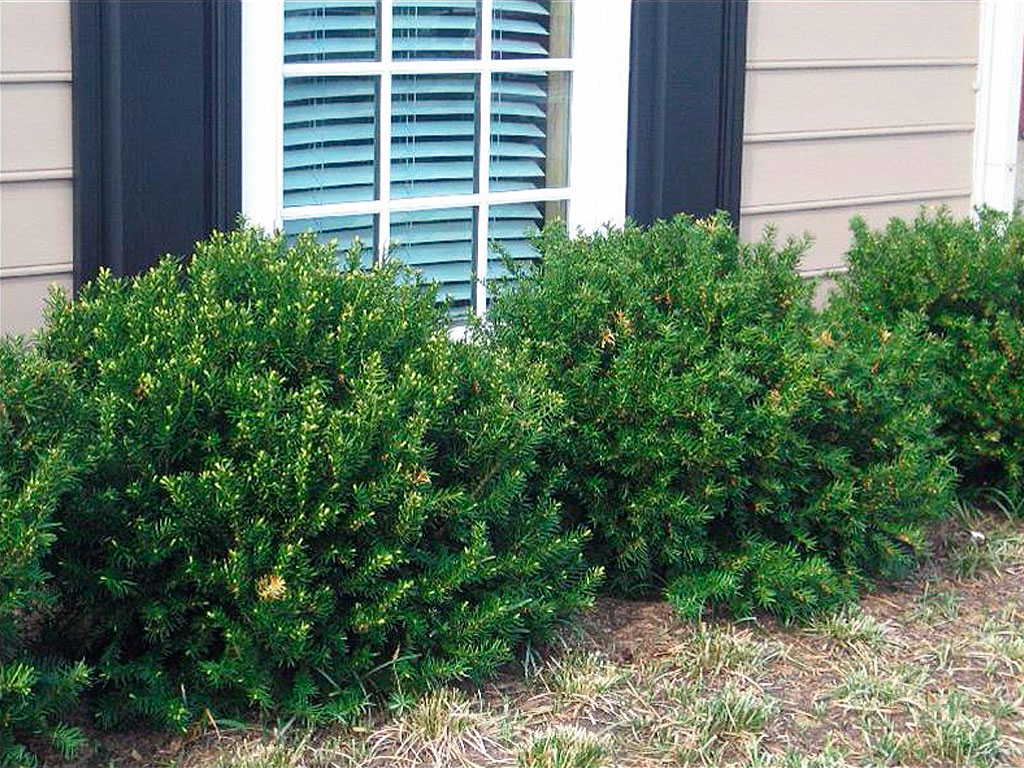 Small Yew Shrubs