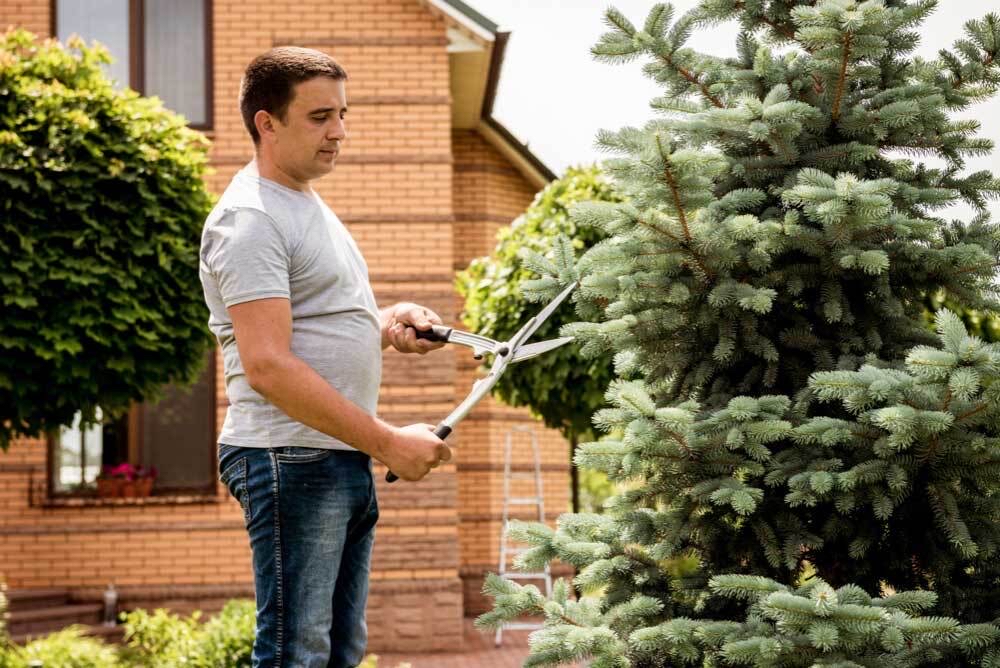 Trimming Trees and Bushes Before Monsoon Is a Safety Trick