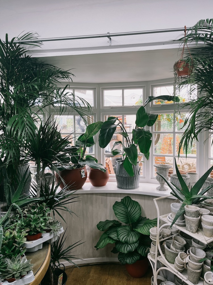 Tropical Bay Window Garden