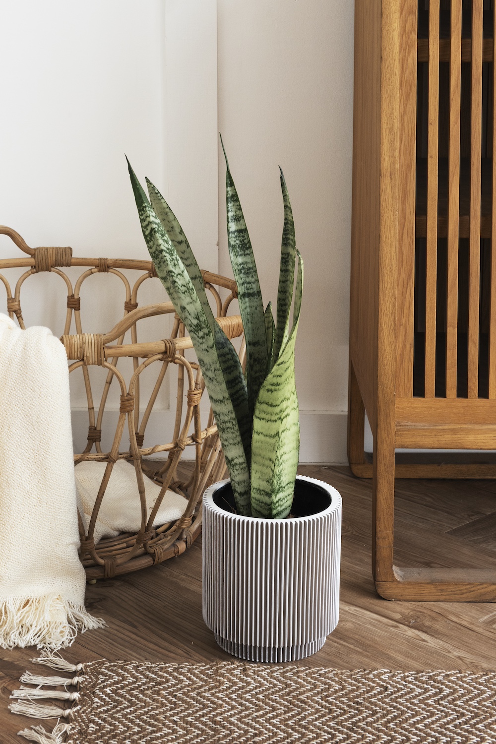 Bedroom with tall Succulent