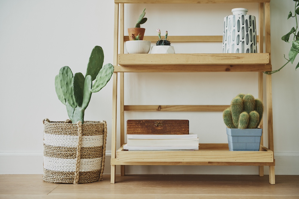 Bookshelves with small Succulents
