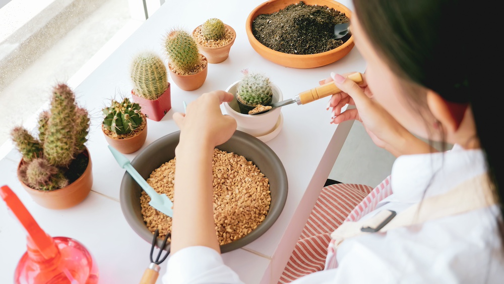 Care of Cactus and Succulents