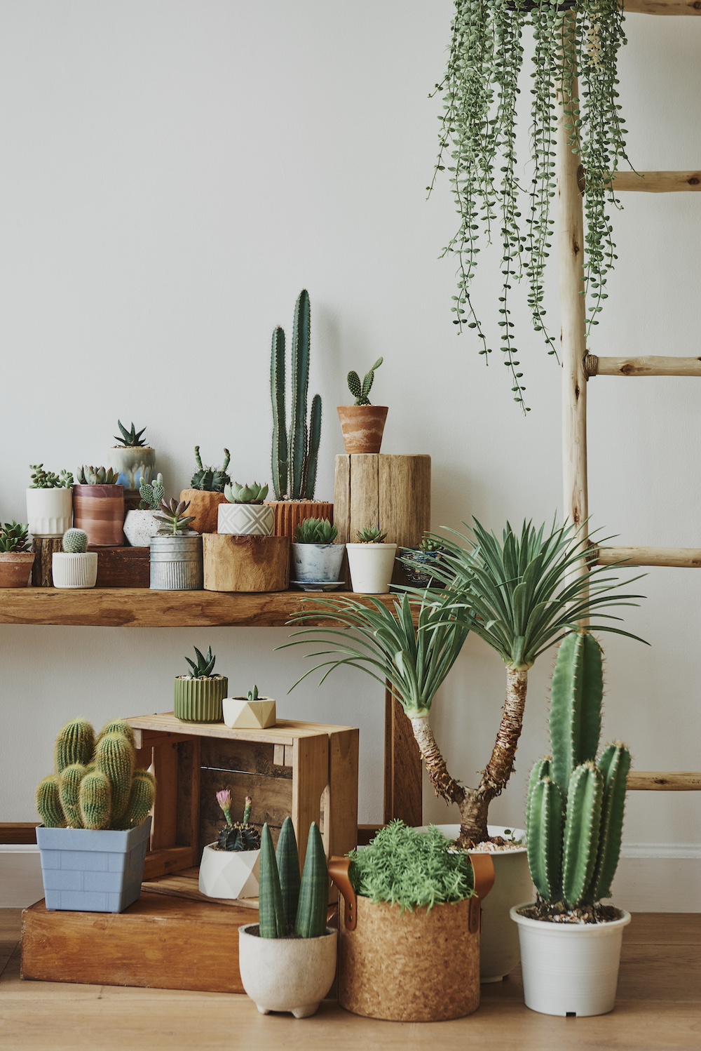 Combine Various Succulent Species for an Organic Appeal