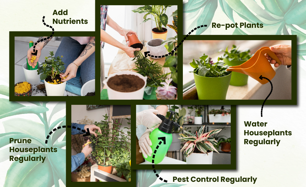 Houseplant Care Tips You Should Know