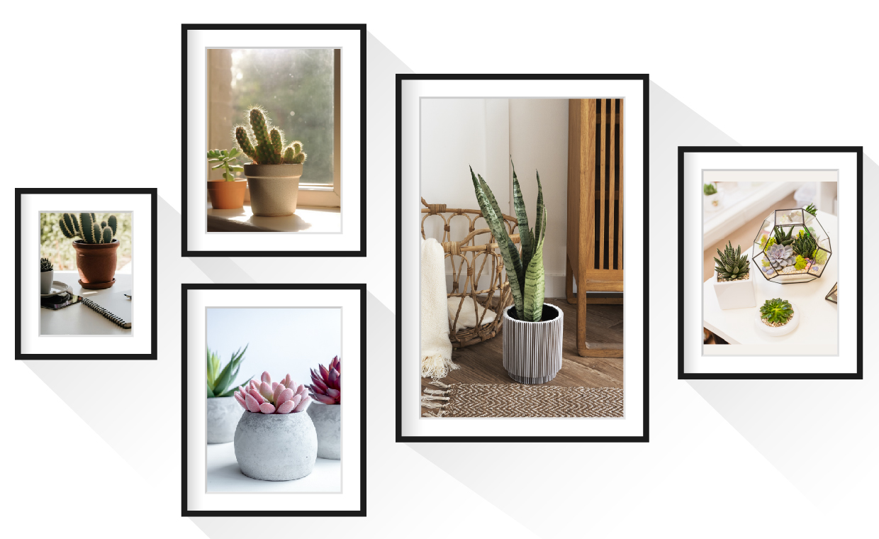 Interior Decor with Succulents And Cacti