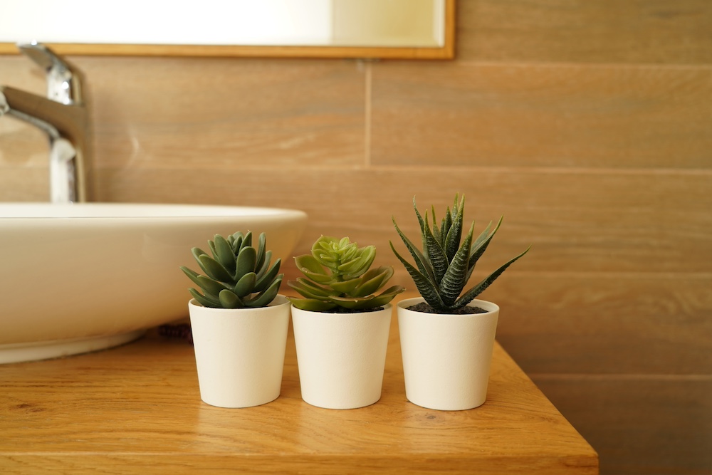 Outdoor Succulent Gallery for Monochromatic Bathroom