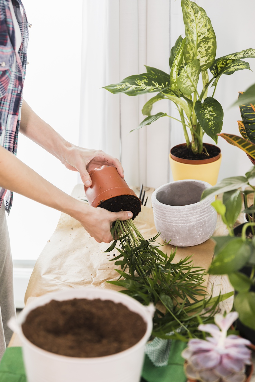 Re-pot Plants