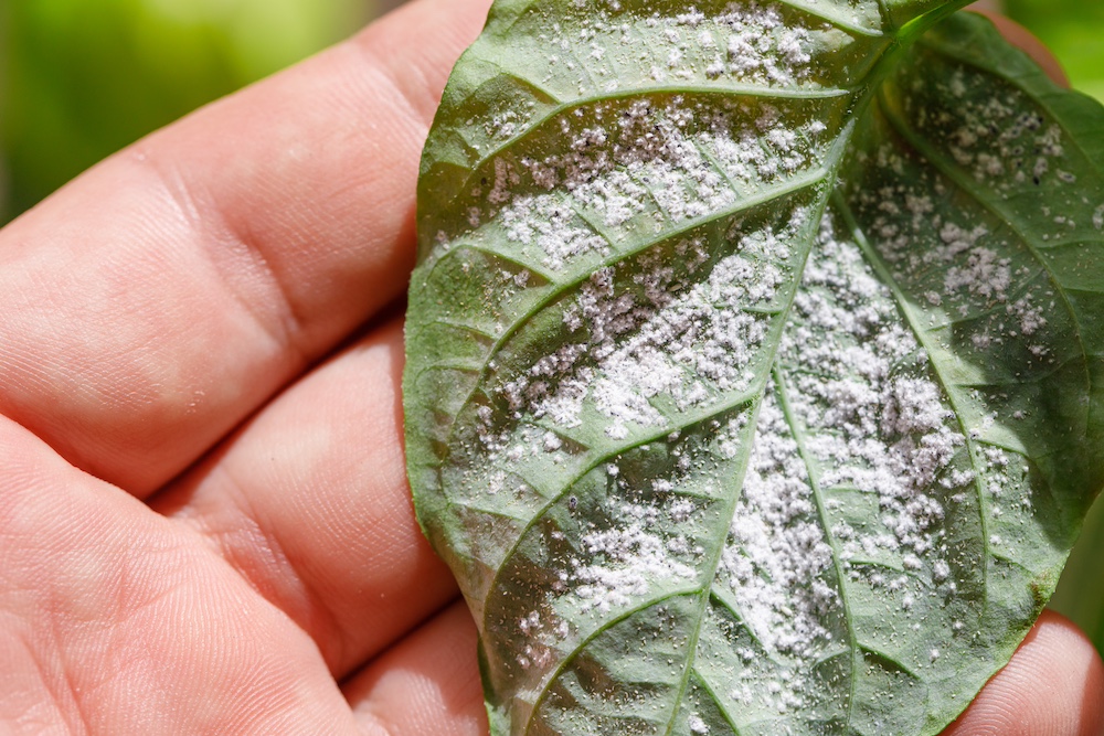 Remove Infected Houseplants