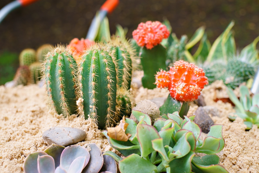 Succulent Florarium