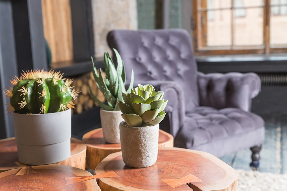 Succulents as a Centerpiece in Living Room