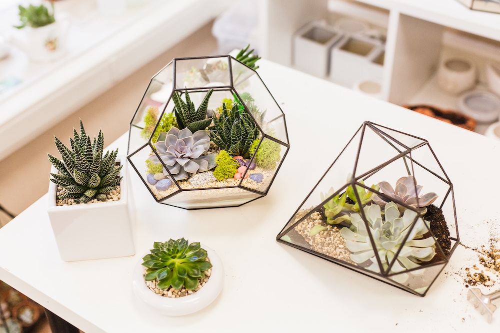 Succulents in Glass Florarium
