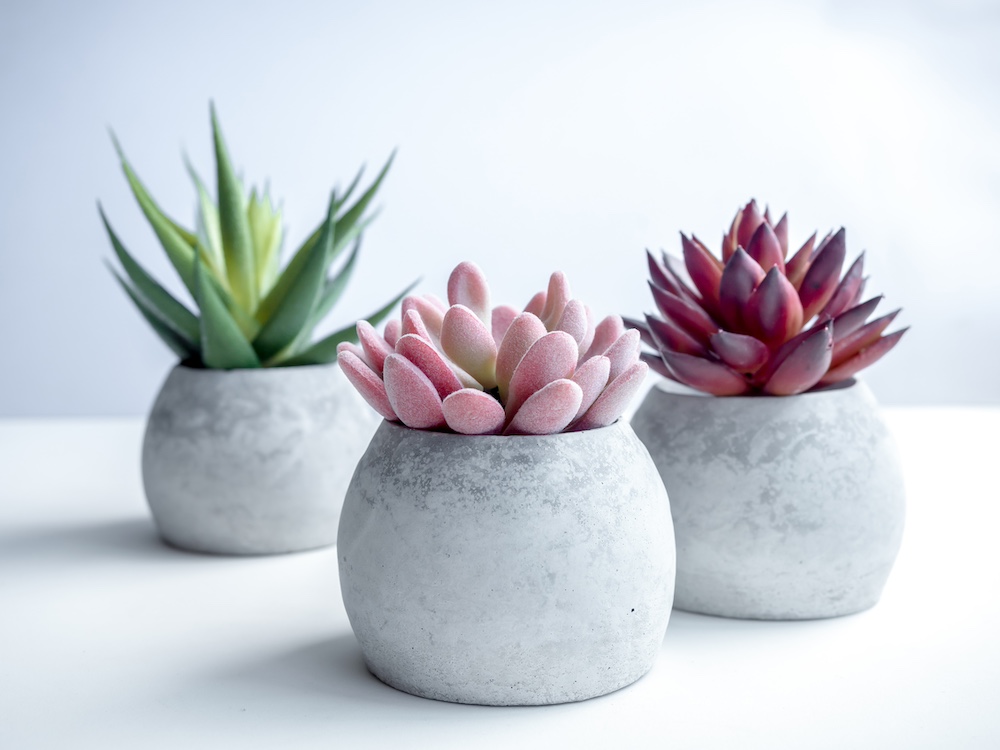 Succulents in Statement Cement Planters