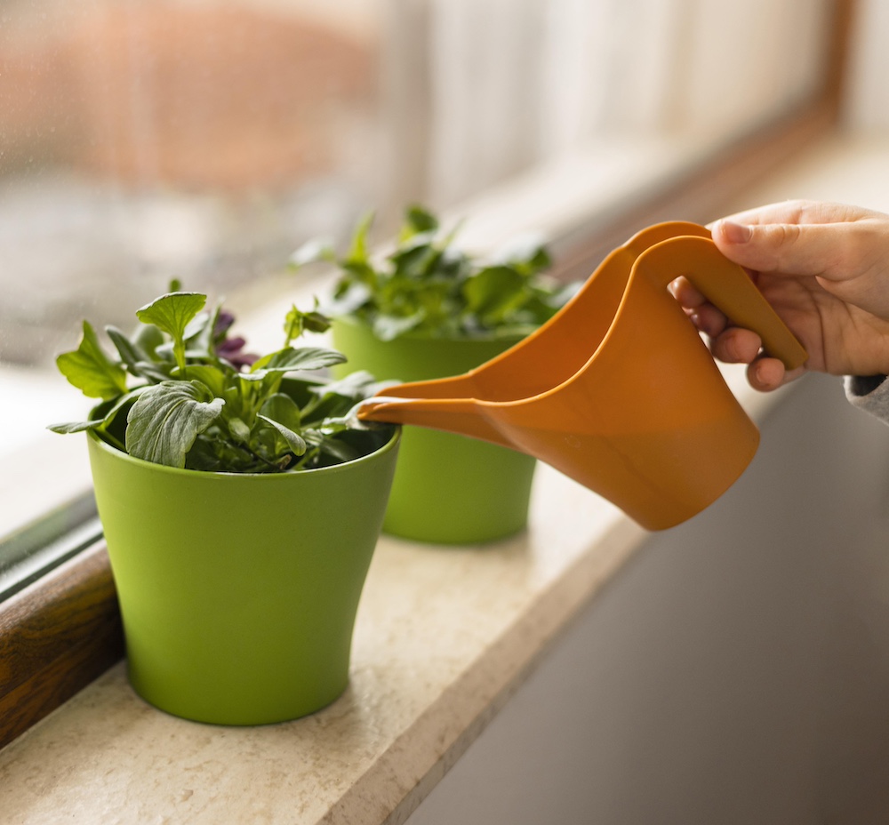 Water Houseplants Regularly