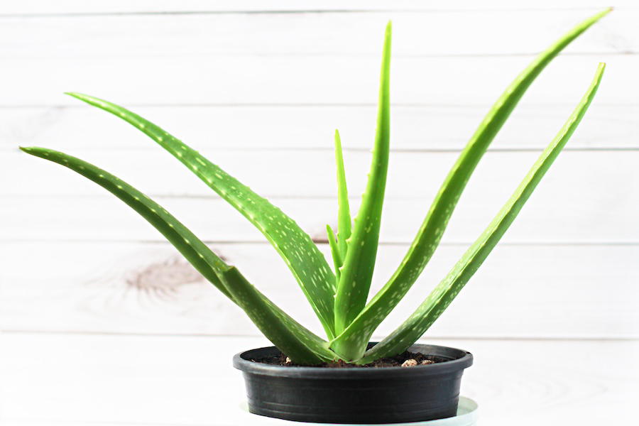 Aloe Vera