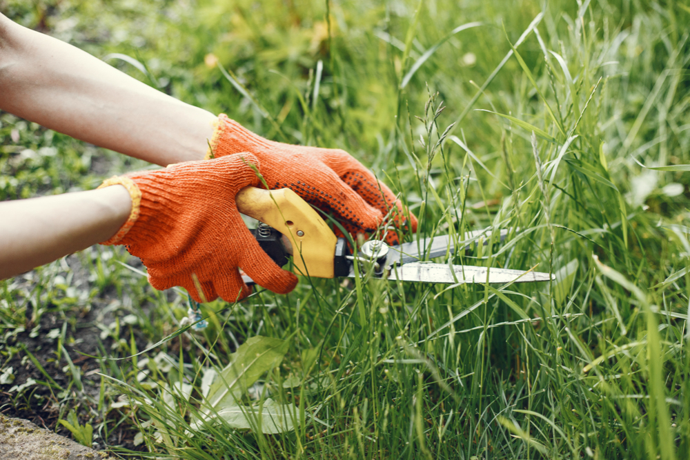 Avoid Scalping Your Lawn