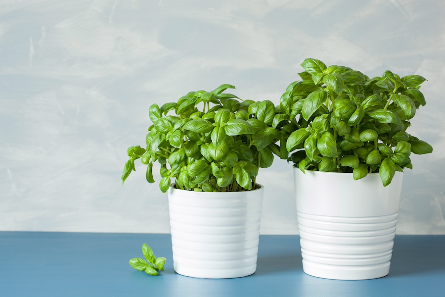 Basil