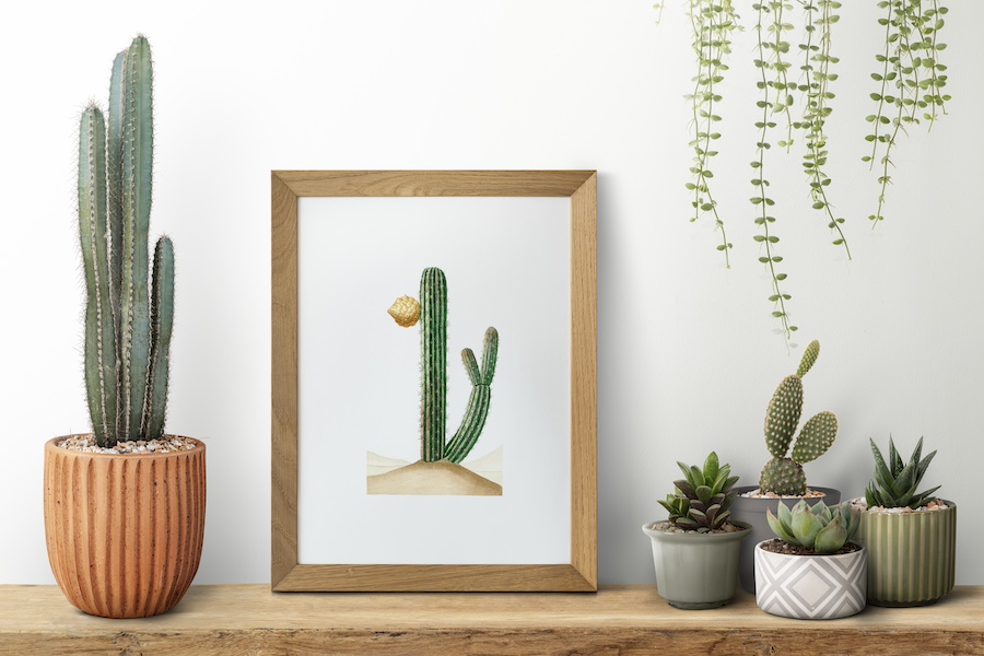Cactus