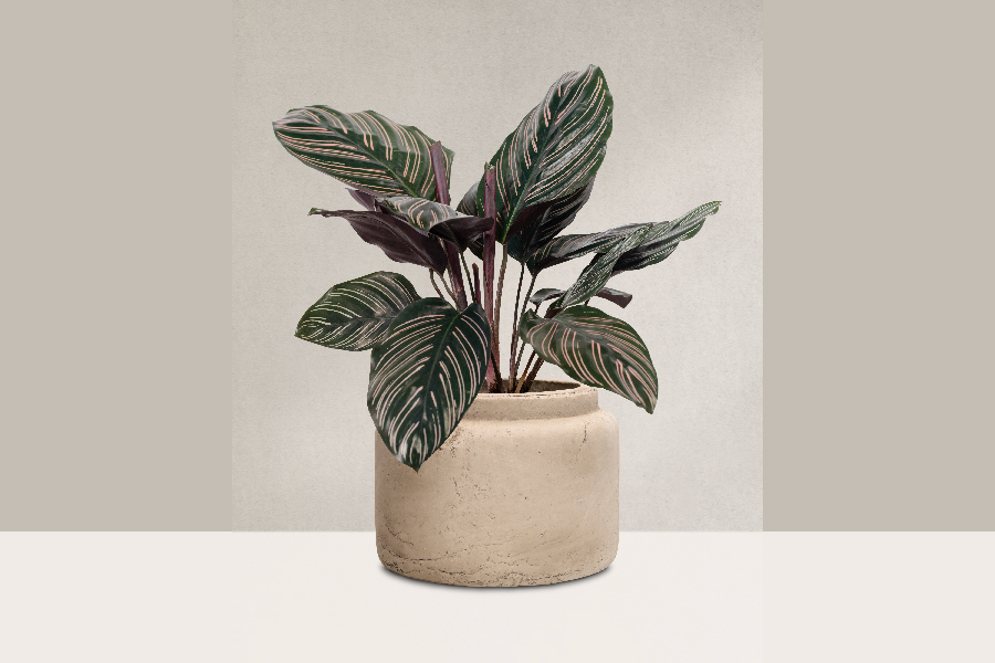 Calatheas