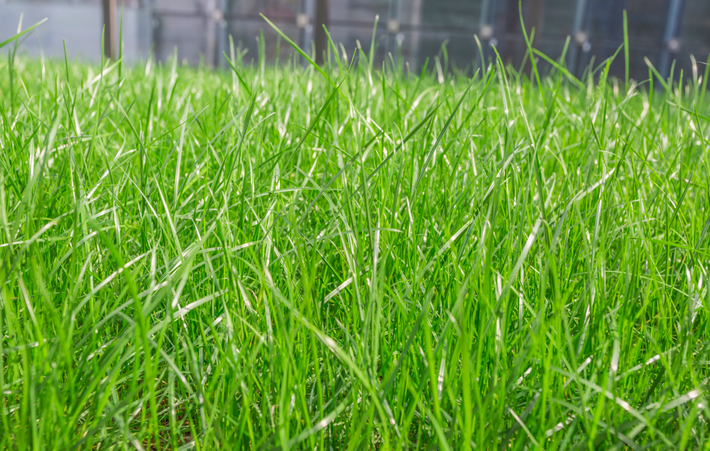 Choose the Right Kind of Grass for Kids and Pets
