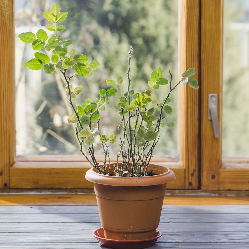 Clay Planter