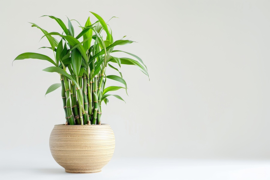 Indoor Bamboo Plant