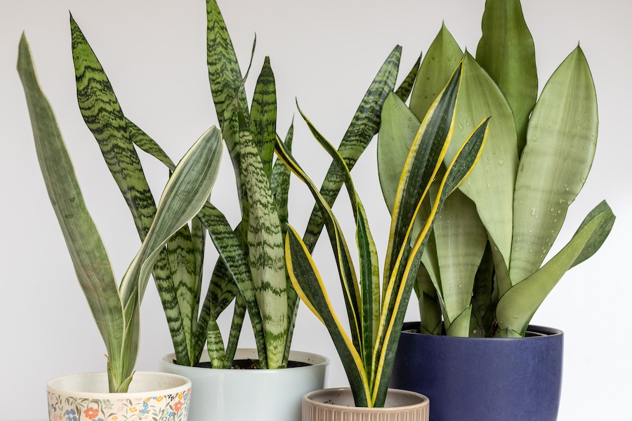 Indoor Snake Plant