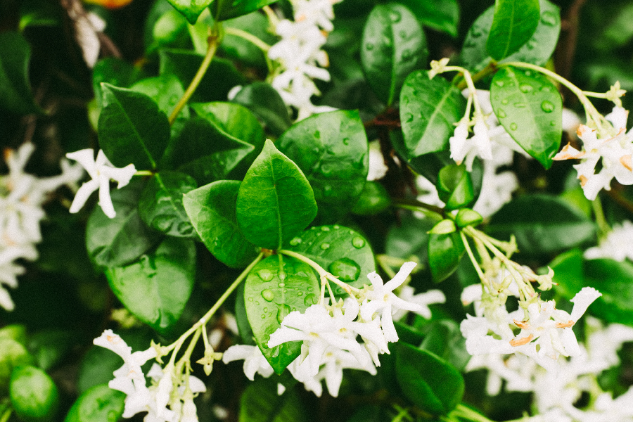 Jasmine