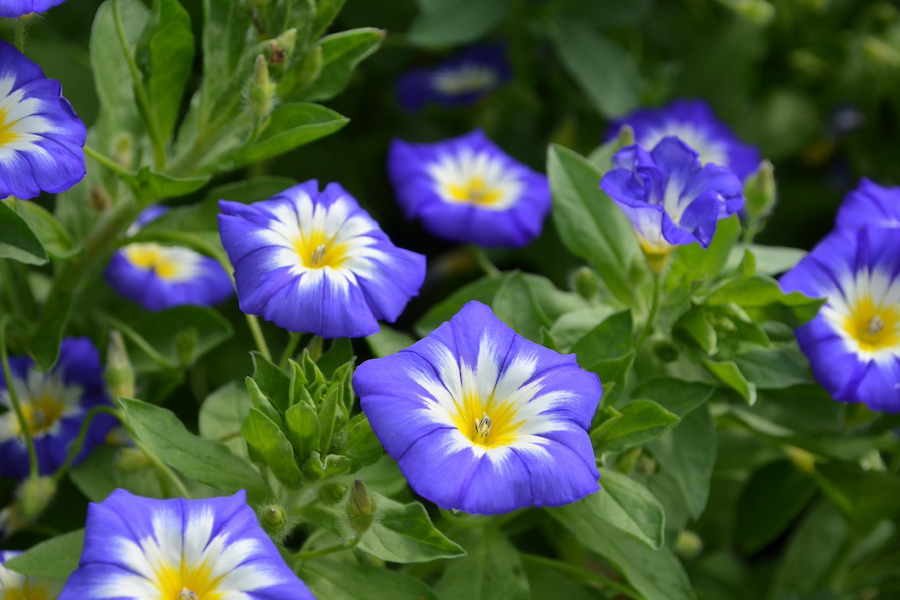 Morning Glory