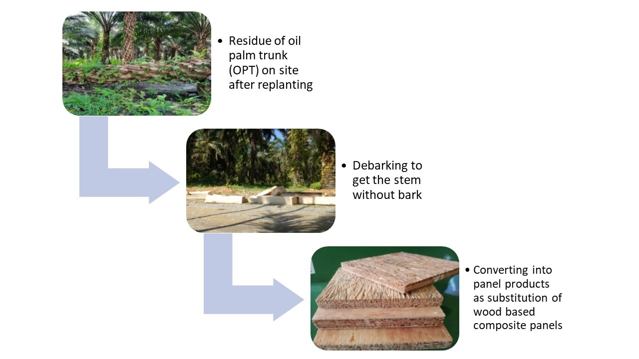 Oil Palm