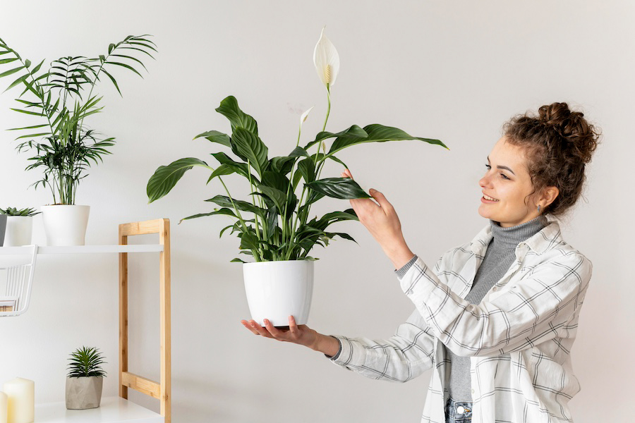 Peace Lily Indoor Plant