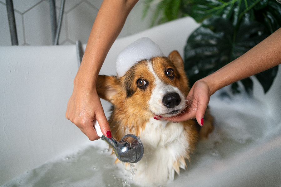 Pet cleaning for getting rid of dust mites