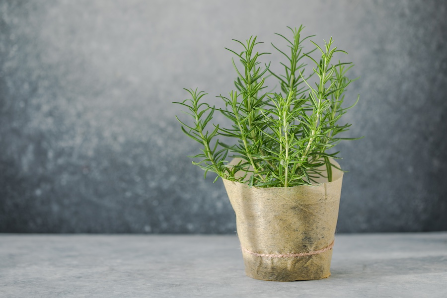 Rosemary