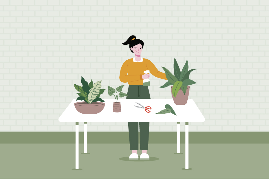Tips to Upkeep Indoor Plants