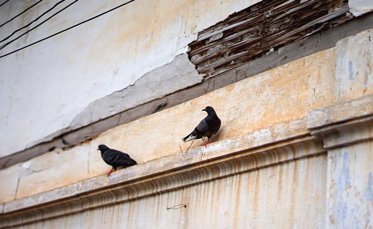 Bird Damage Prevention