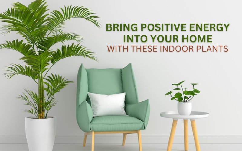 Indoor Plants That Bring Positive Energy