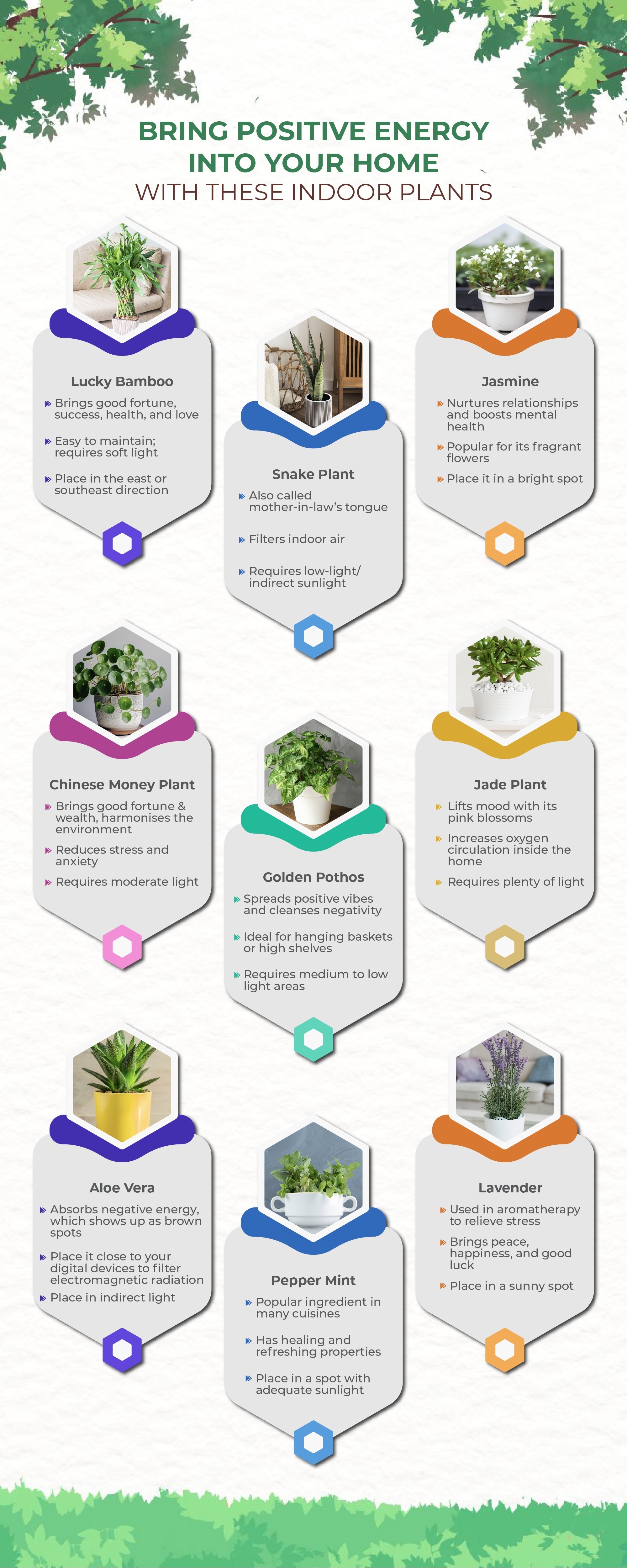 Indoor Plants That Bring Positive Energy
