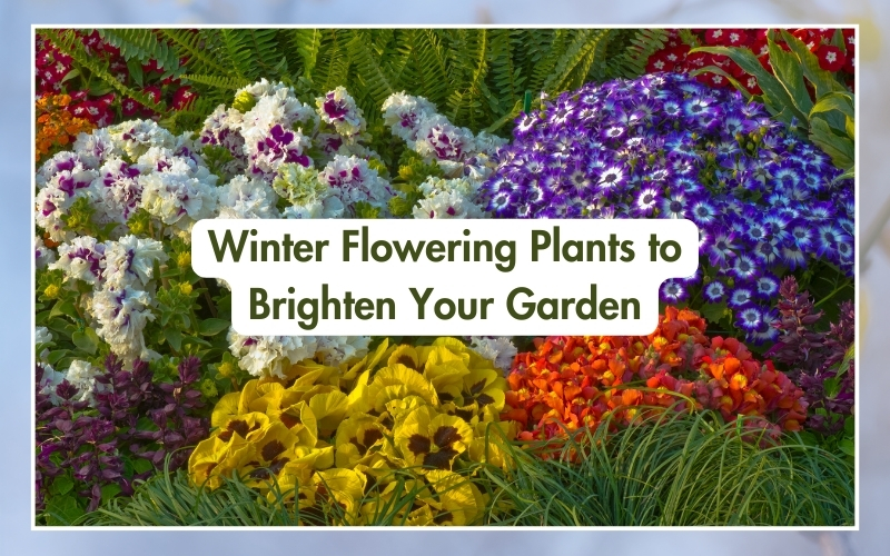 Best Winter Flowering Plants Infographic