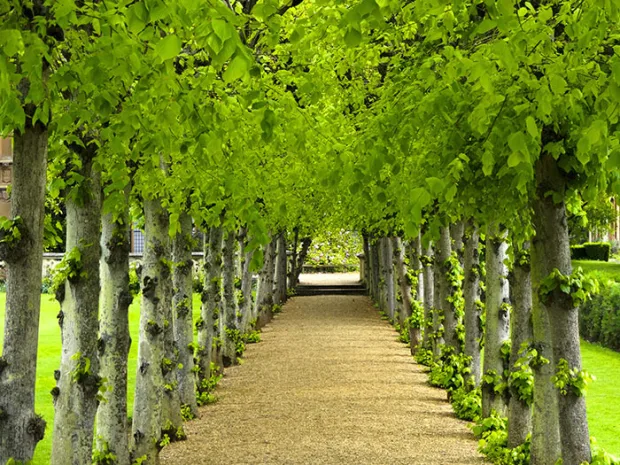 Grouped Specimen Trees