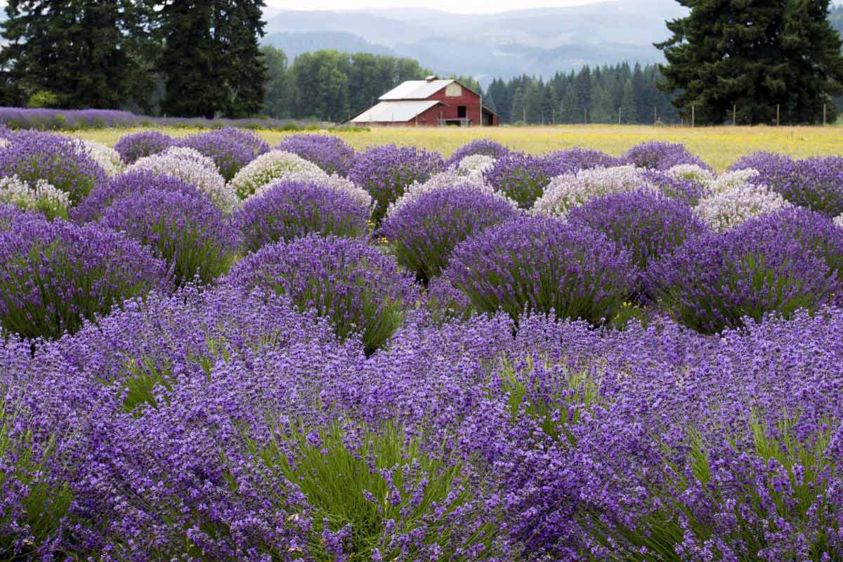 Lavender Bush