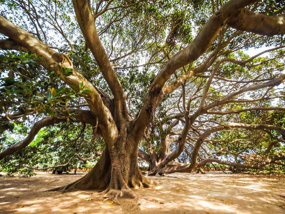 Moreton Bay Fig