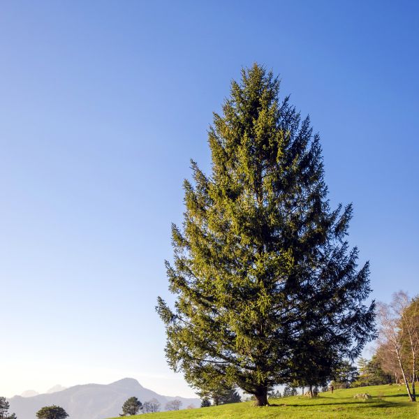 Norway Spruce