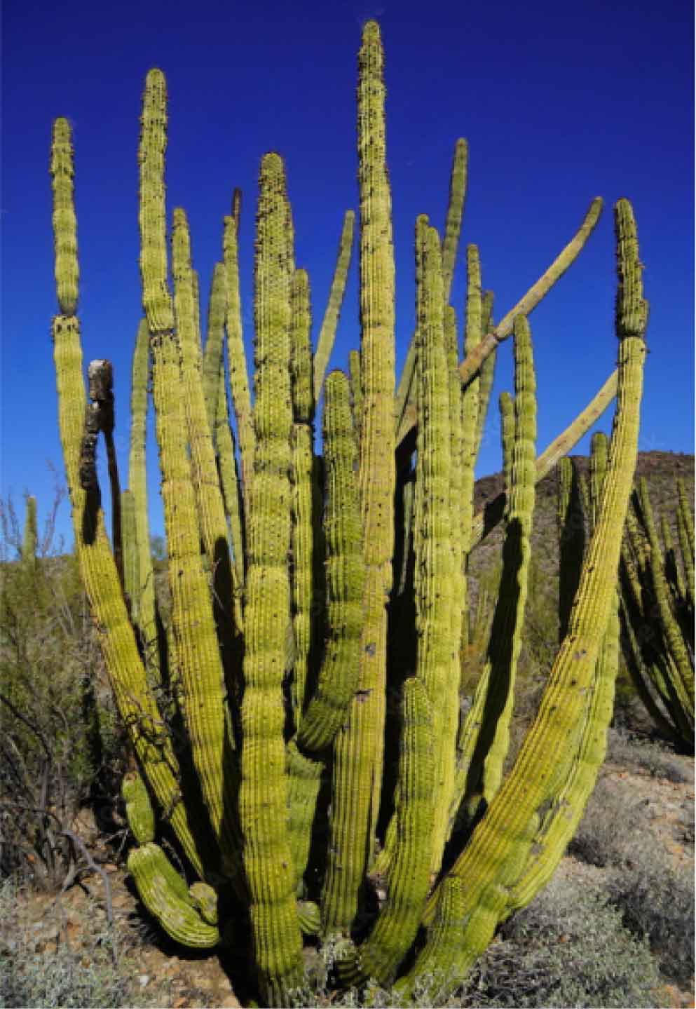 Organ Pipe Cactus